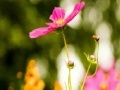 Jeu My flowers Hidden Letters