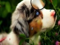 Jeu Faboulous Animals Hidden Numbers