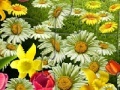 Jeu Nature Flowers Puzzle