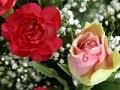 Jeu Beautiful Flowers - Find The Numbers