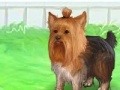 Jeu Cute Yorkie