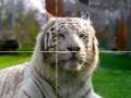 Jeu Zoo Time