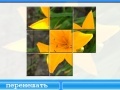 Jeu Yellow Lily
