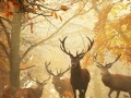 Jeu Nature Photography - Find the Numbers