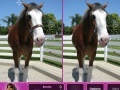 Jeu Horses: Find The Differences 