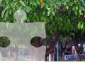 Jeu Orange Tree Jigsaw Puzzle 