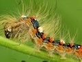 Jeu Caterpillar