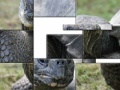 Jeu Tortoise Slider Puzzle
