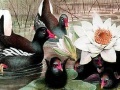 Jeu Black swans and lotus puzzle