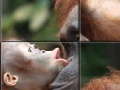 Jeu Orangutan Baby Slider Puzzle 