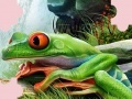 Jeu Puzzle Frog