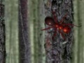 Jeu Hidden Forest Ants