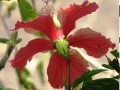 Jeu Jigsaw: Pale red flower