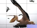 Jeu Flying pelicans slide puzzle