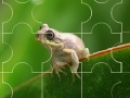 Jeu Cute little frog puzzle