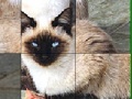 Jeu Blue Eyed Cats Slide Puzzle