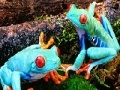 Jeu Blue frogs slide puzzle