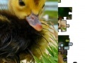 Jeu Jigsaw: Little Duckling 