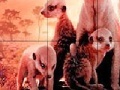 Jeu Little shy meerkat family slide puzzle