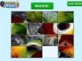 Jeu Parrot Eye Slider