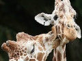 Jeu Cute giraffes slide puzzle