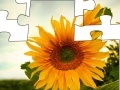 Jeu Jigsaw: Sunflower 2