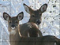 Jeu Snow and deers slide puzzle