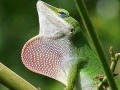 Jeu Wild big chameleon puzzle