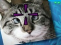 Jeu Funny Cats