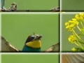 Jeu Puzzle craze beautiful birds 
