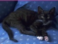 Jeu Jigsaw World: Kittens