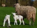 Jeu Jigsaw: Sheep And Lamb