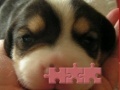 Jeu Cute puzzle: Puppy