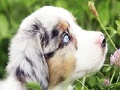 Jeu Best dog slide puzzle