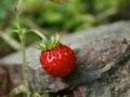 Jeu Strawberry puzzle 