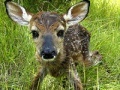 Jeu Baby Fawn Jigsaw