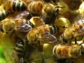 Jeu Honeycomb - Hidden Bees