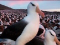 Jeu Slide Puzzle: Seagull 
