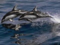 Game Dolphins Sliding Puzzle