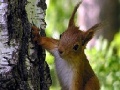 Jeu Cute squirrels slide puzzle