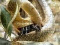 Jeu Snakes Eating Jigsaw
