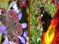 Jeu Butterfly Similarities