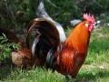 Jeu Jigsaw: Rooster 