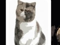 Jeu Cute cats - memory matching