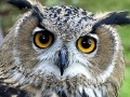 Jeu Owl