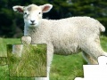 Jeu Jigsaw: Lamb